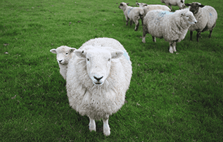 British sheep on pasture